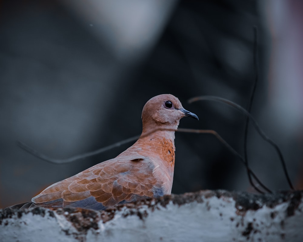 a bird sitting on top of a snow covered ground