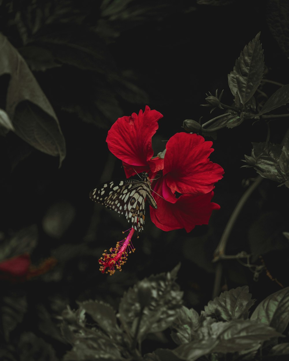 a red flower with a butterfly on it