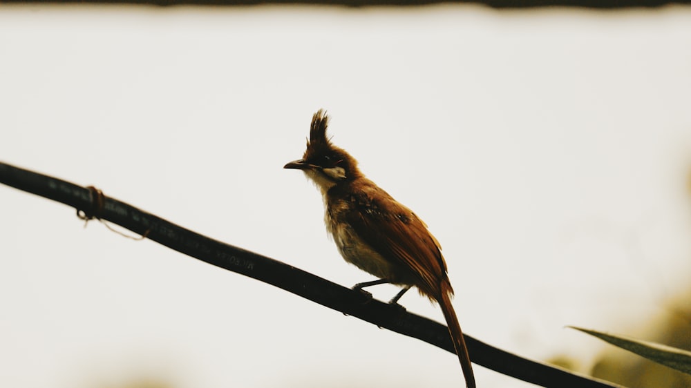 a small bird perched on top of a tree branch