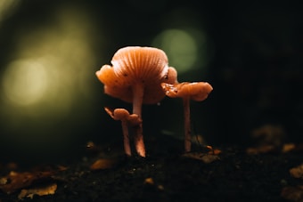Three small mushrooms with delicate caps stand in a dimly lit forest floor. Light filters softly through the trees, casting a warm glow on the fungi, while the background remains dark and blurred.