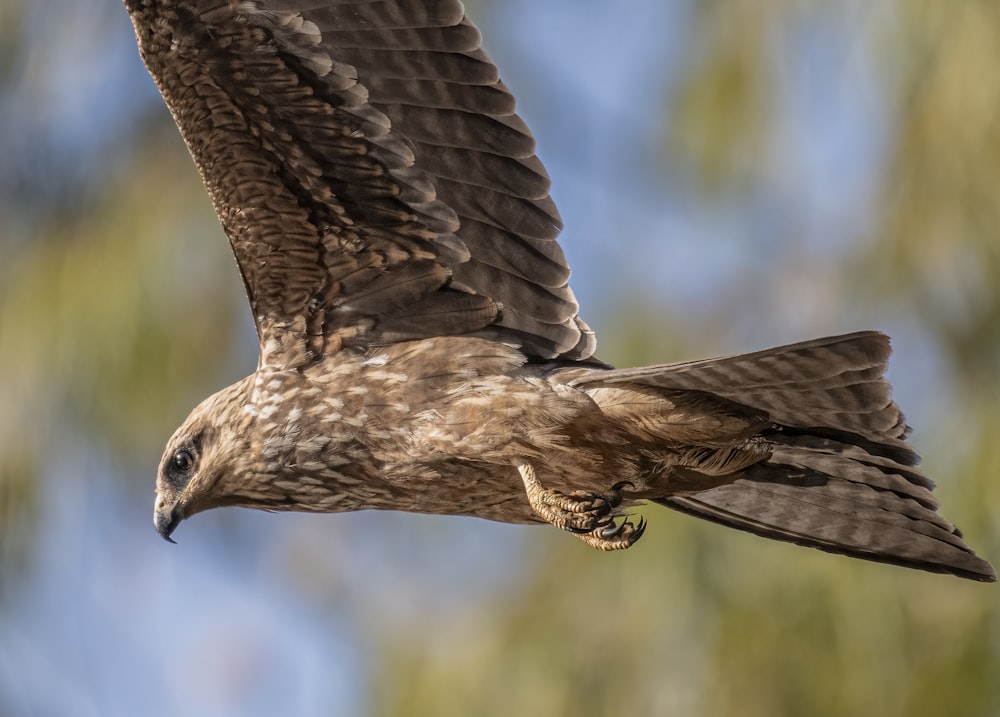 a large bird flying through a blue sky