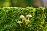 A group of small mushrooms with light brown caps growing on a lush, green bed of moss. The background is blurred, providing a soft focus that highlights the vibrant green and the delicate structure of the mushrooms.