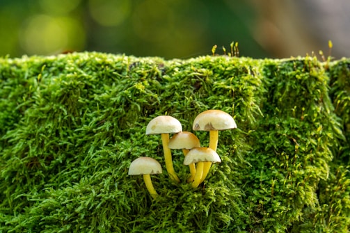 A group of small mushrooms with light brown caps growing on a lush, green bed of moss. The background is blurred, providing a soft focus that highlights the vibrant green and the delicate structure of the mushrooms.