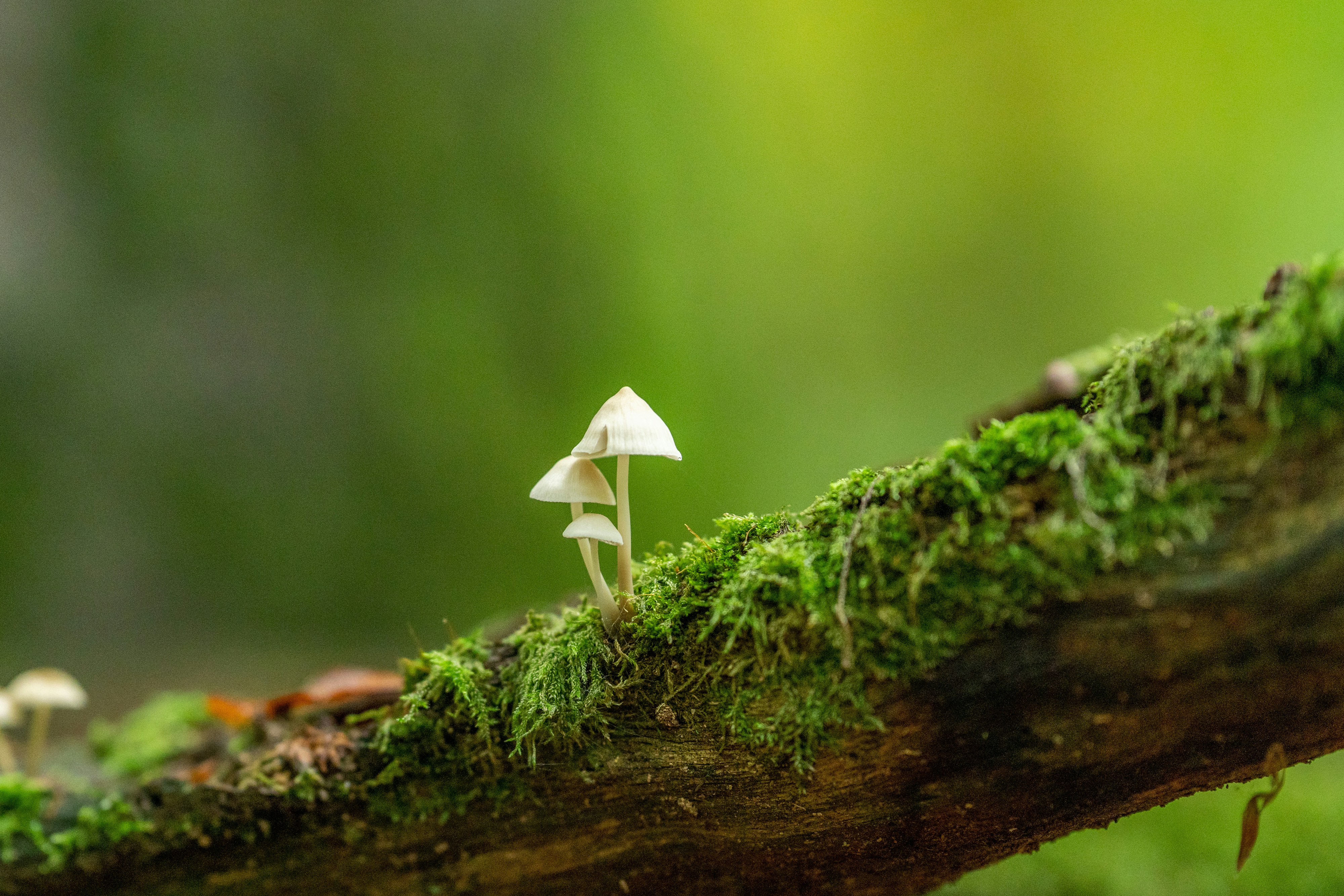 A small white mushroom sitting on top of a tree branch photo Free