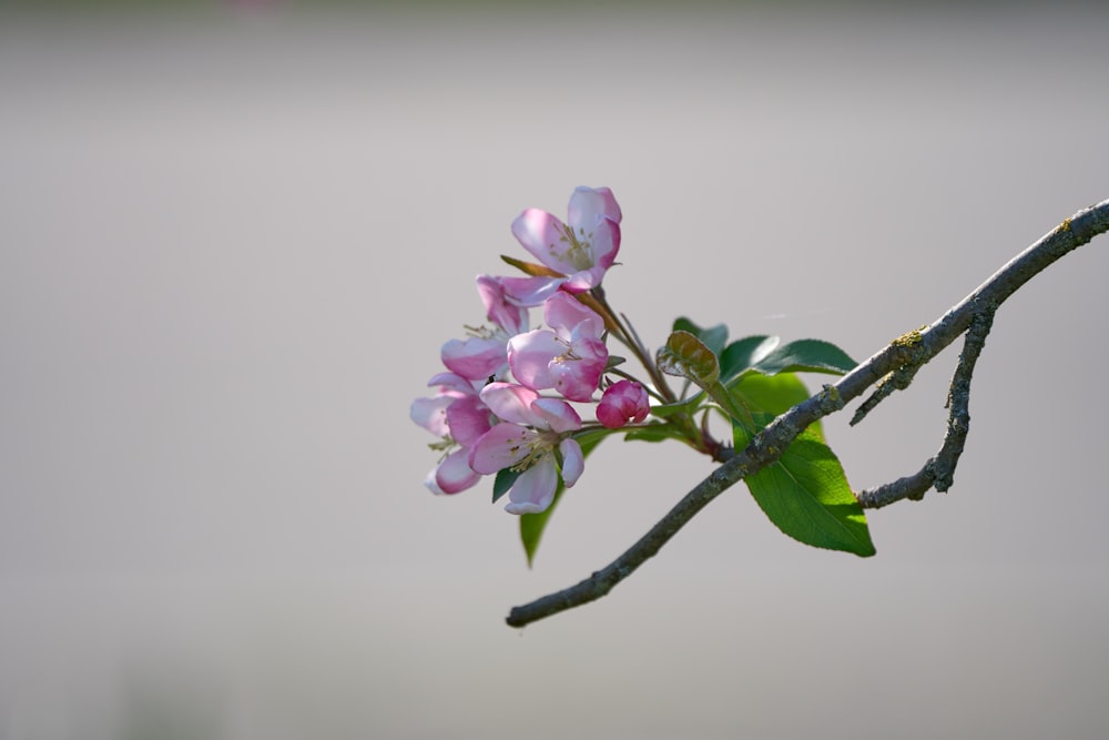 a branch with pink flowers and green leaves