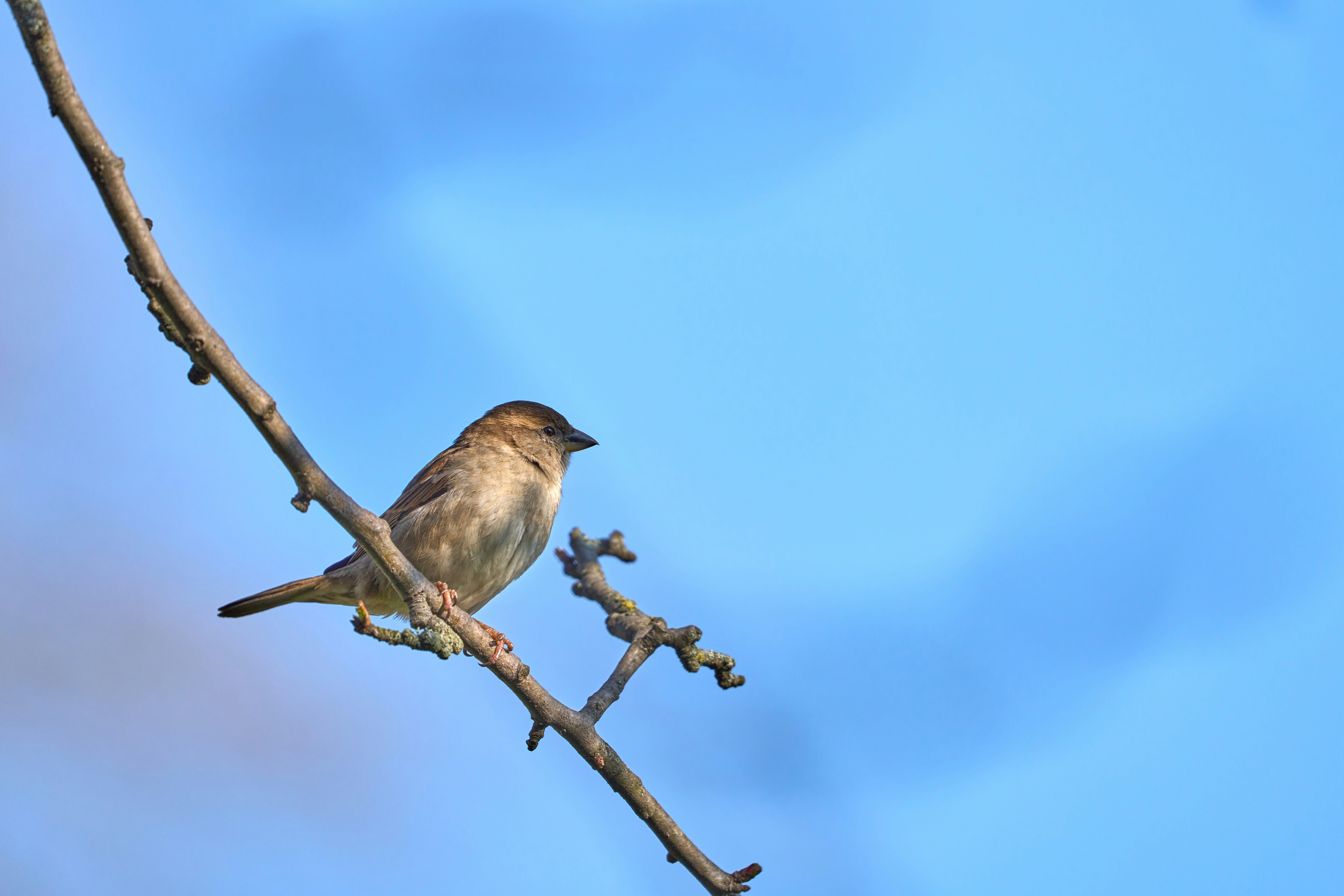 Photo by wolfgang_hasselmann