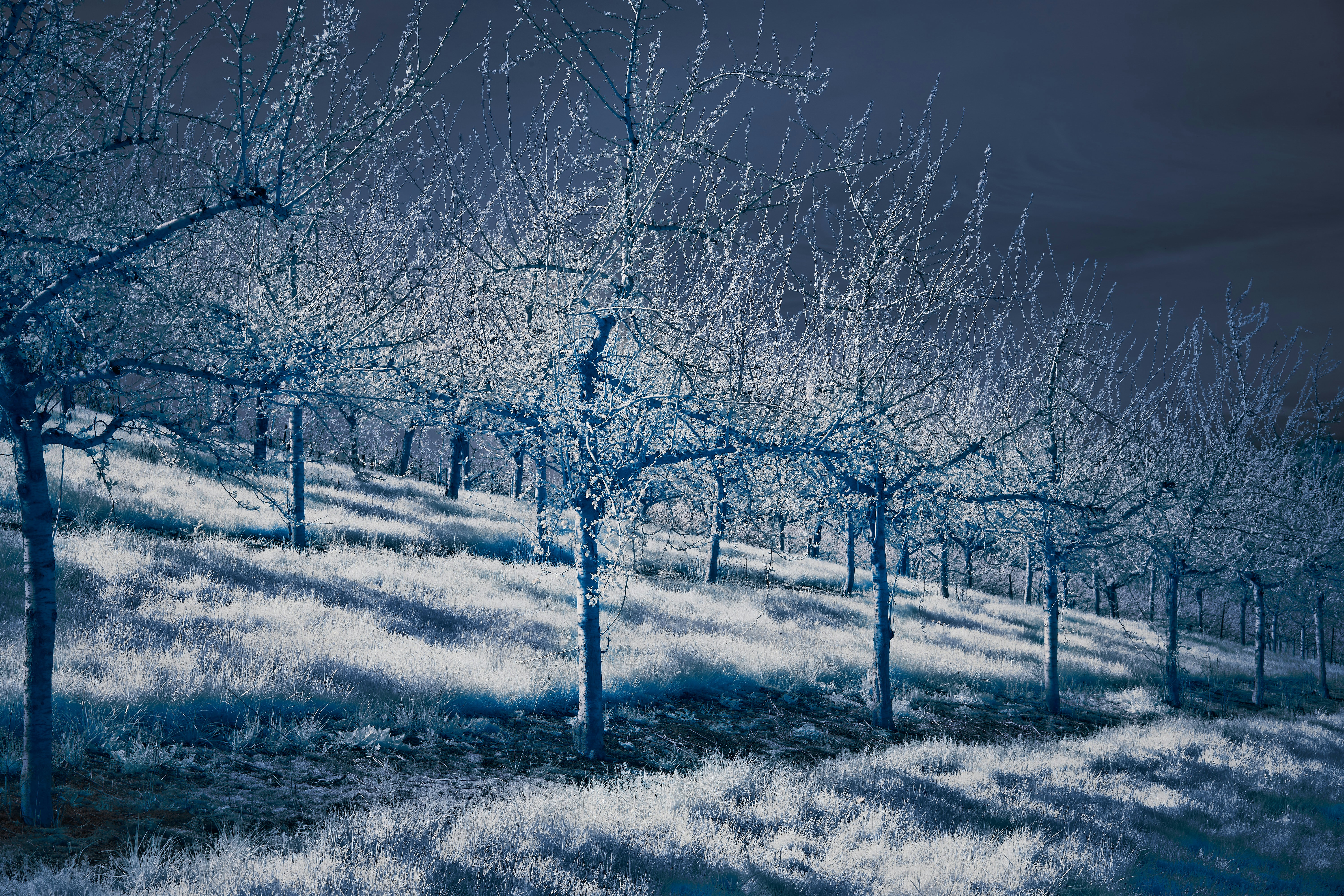 Photo by wolfgang_hasselmann