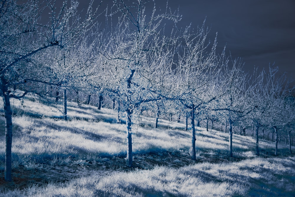 a painting of a field with trees covered in snow