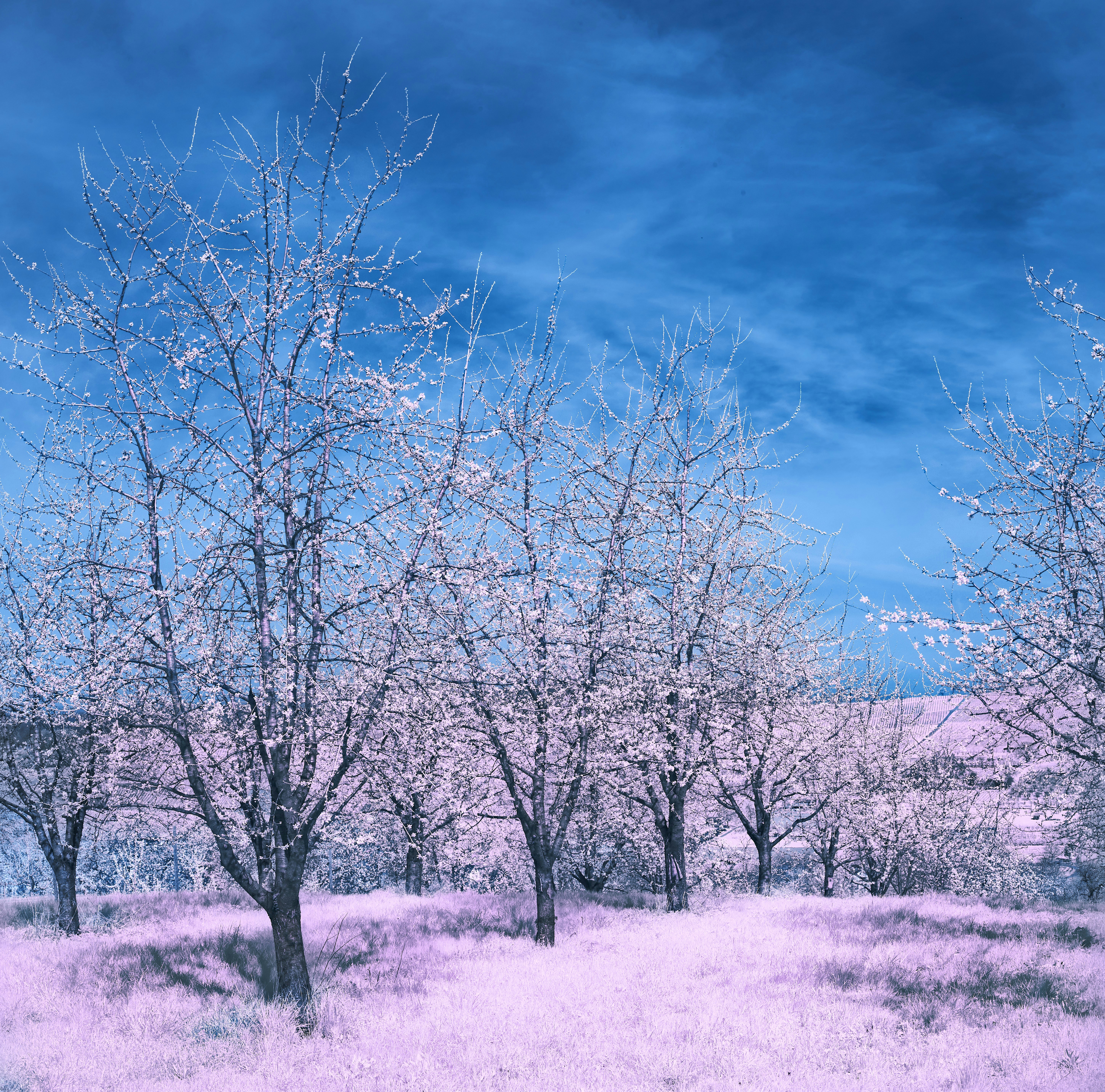 Photo by wolfgang_hasselmann