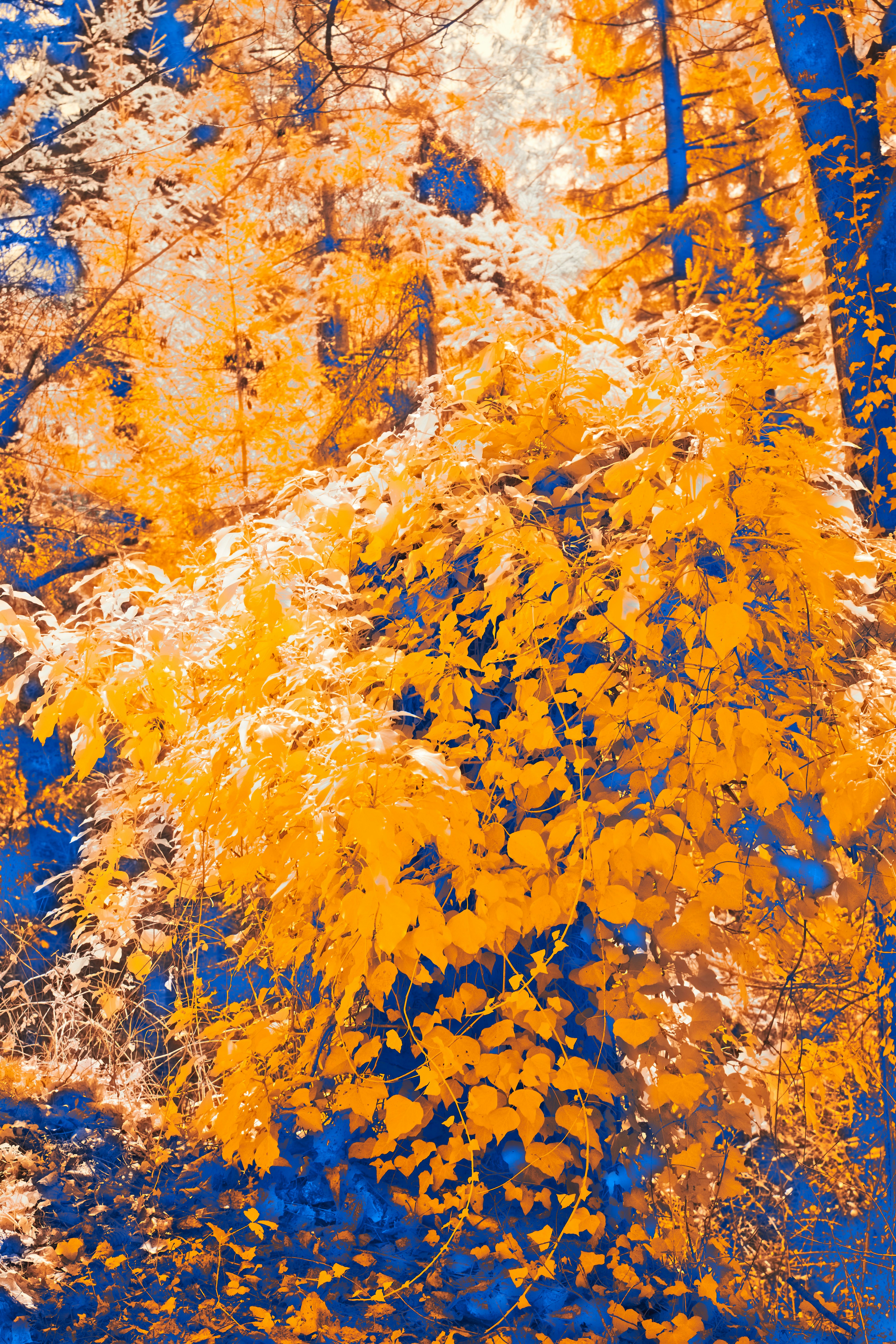 Photo by wolfgang_hasselmann