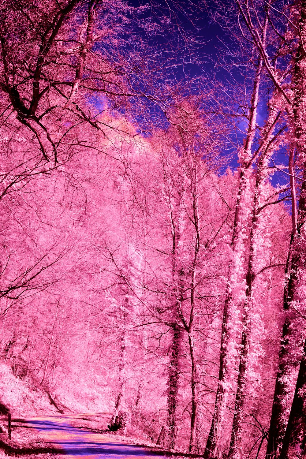 a pink picture of a road surrounded by trees