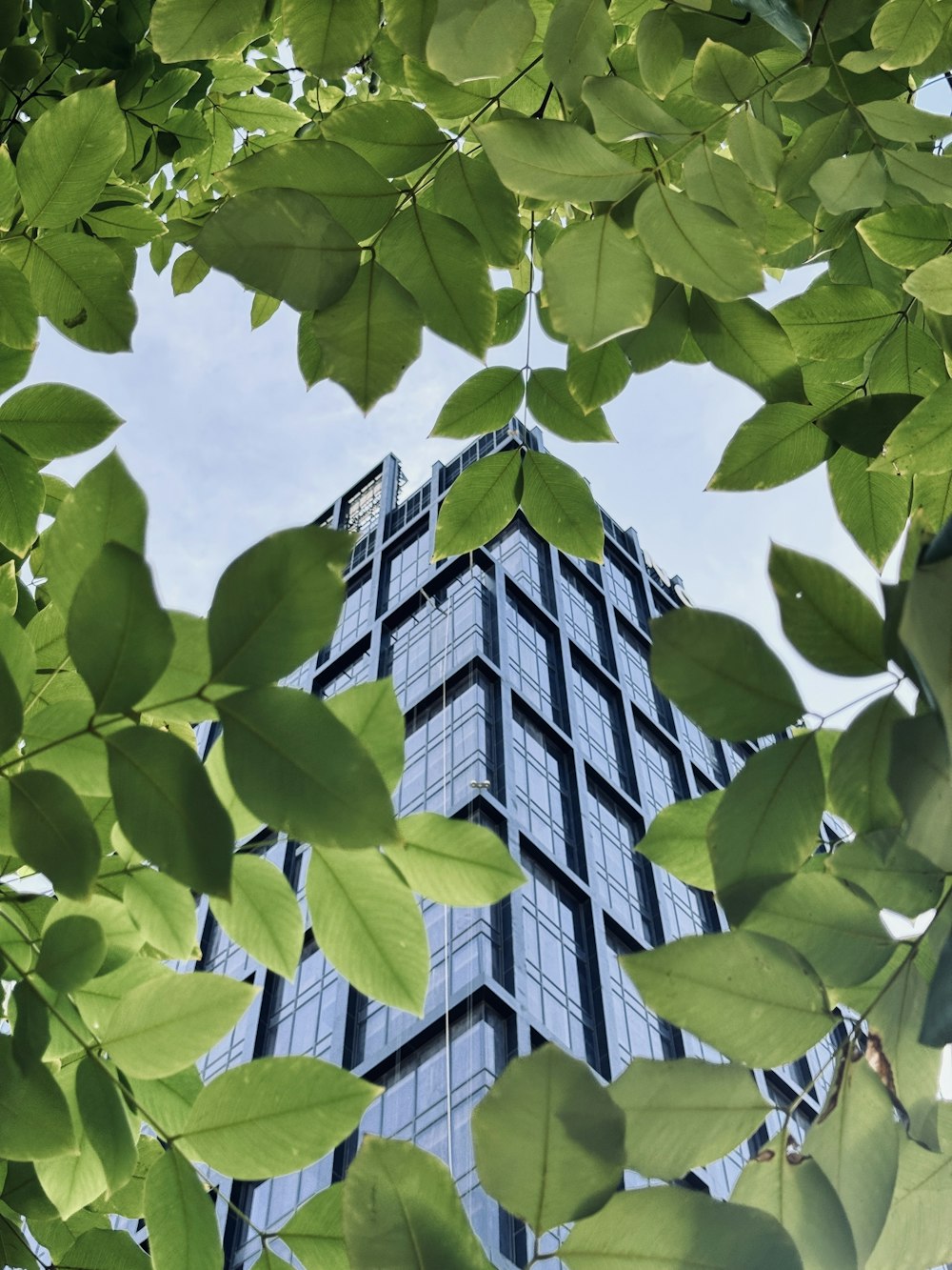 a tall building is seen through the leaves of a tree