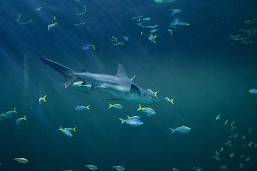 A student carefully tagging a shark under the supervision of a marine scientist in clear Florida waters.