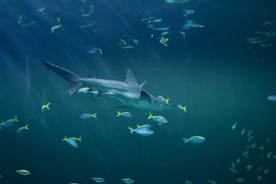 Interns tagging a shark in Florida’s clear coastal waters under expert supervision.