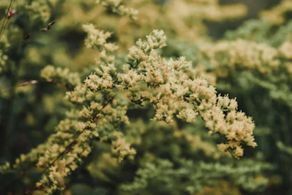 Close-up of delicate details in nature with soft focus background.