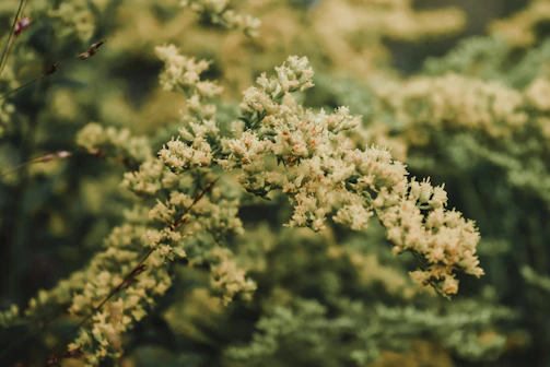 Close-up of delicate details in nature with soft focus background.