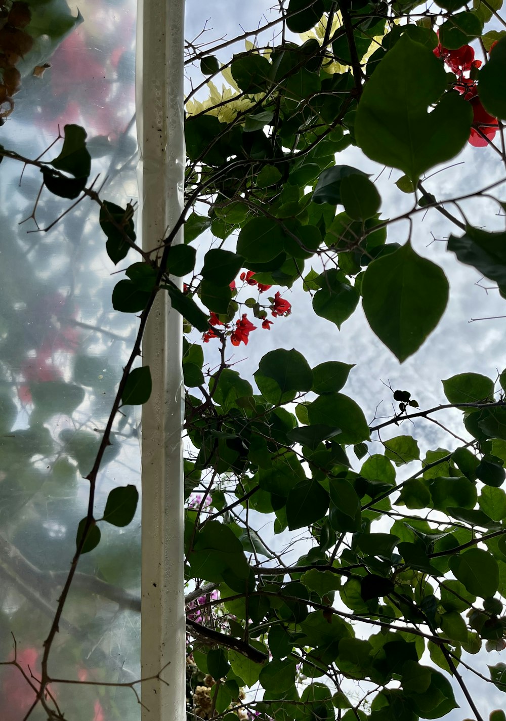 a tree with red flowers and green leaves