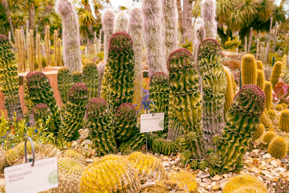 a variety of cactus plants in a garden