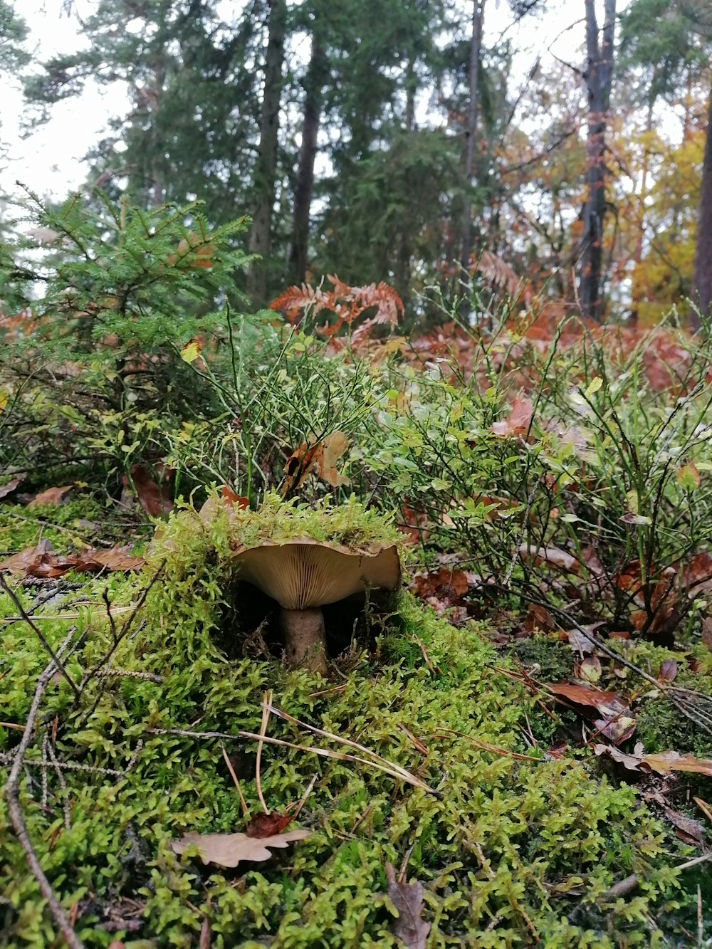 a mushroom sitting in the middle of a forest