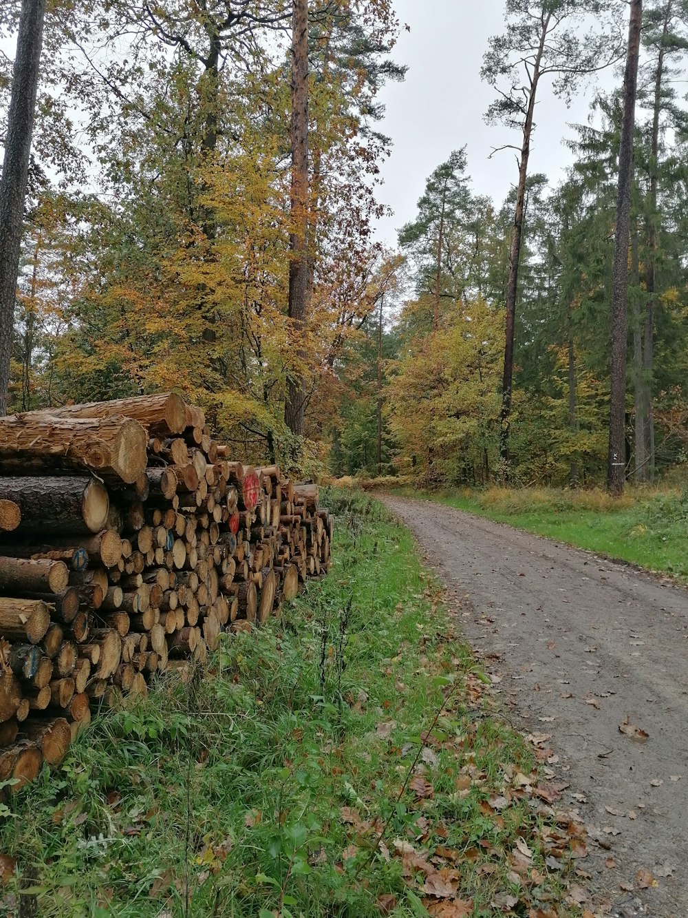 a pile of logs sitting on the side of a road