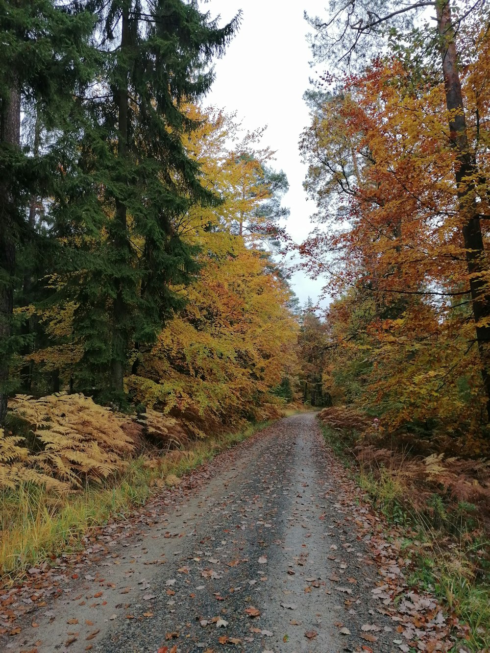 a dirt road in the middle of a forest