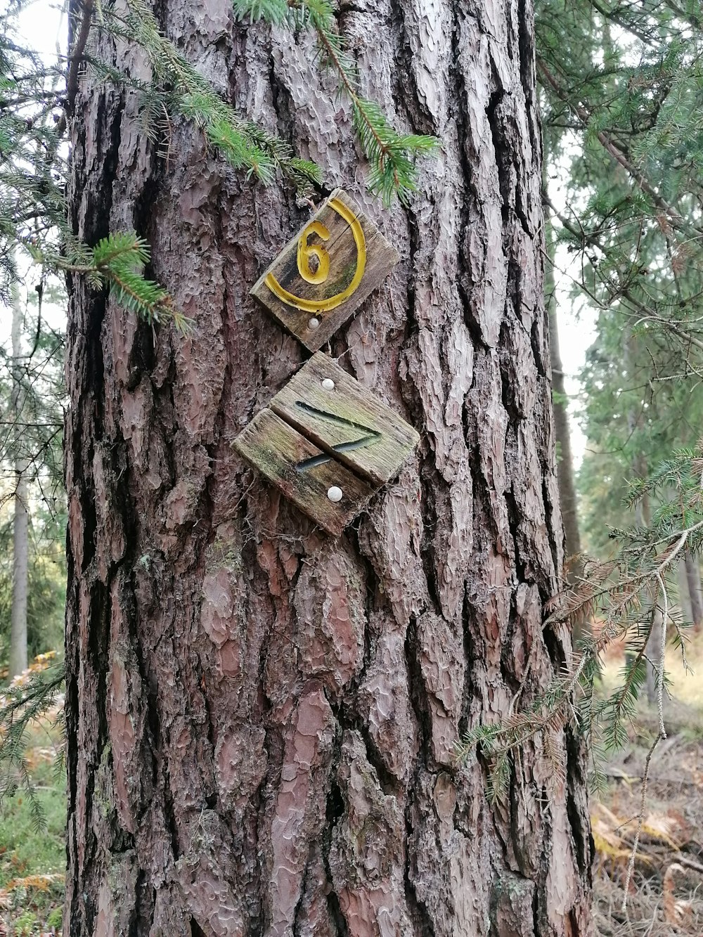 a wooden sign on a tree in the woods