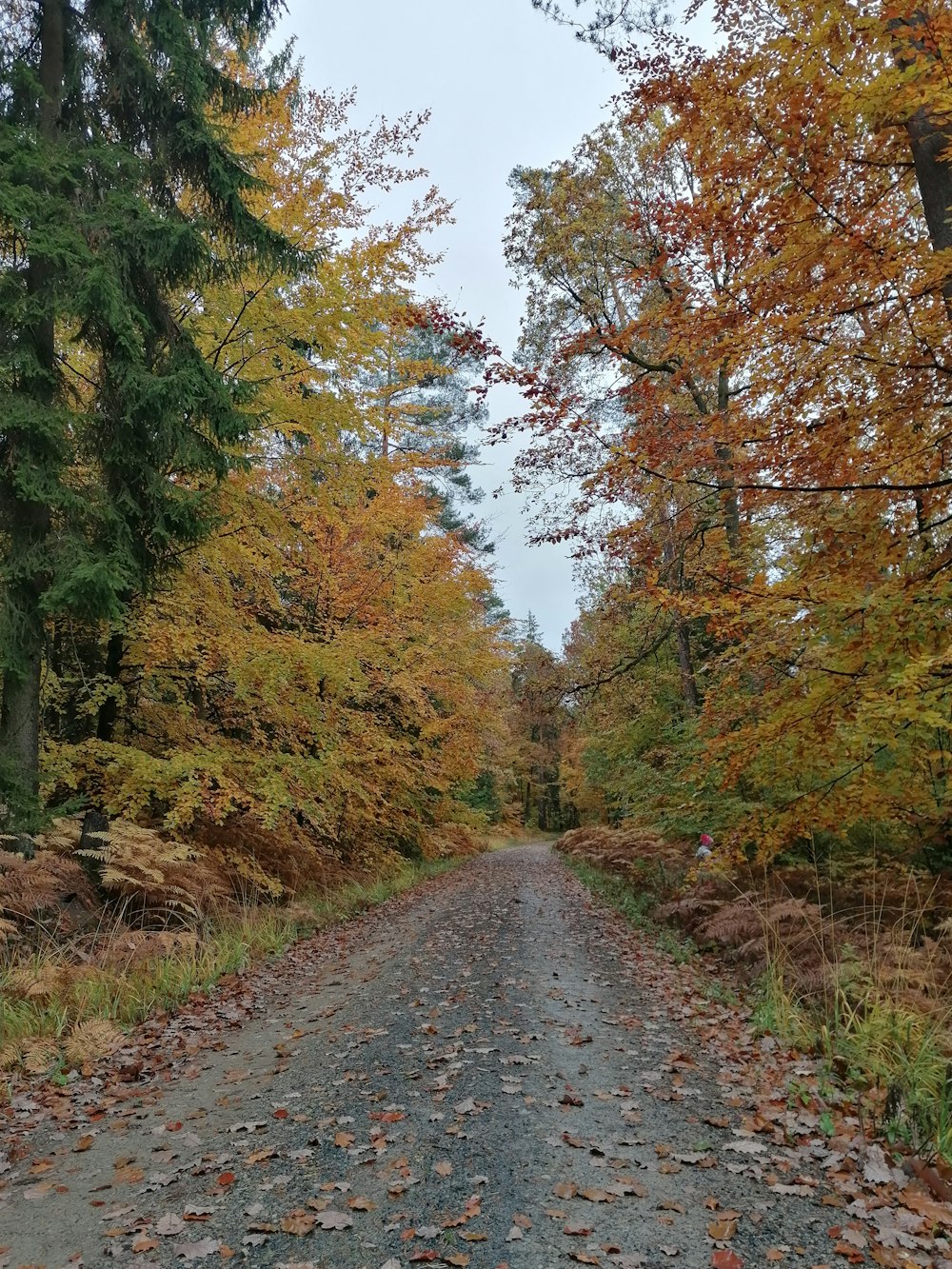 a dirt road surrounded by trees and leaves