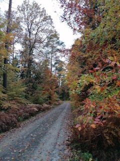 A winding forest path lined with towering ancient trees in autumn hues
