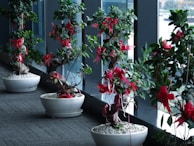 Potted trees with thick trunks and dense green foliage are lined up against large windows. Each tree is adorned with vibrant red ribbons, adding a festive touch. The pots are filled with white pebbles, contrasting with the dark carpeted floor.