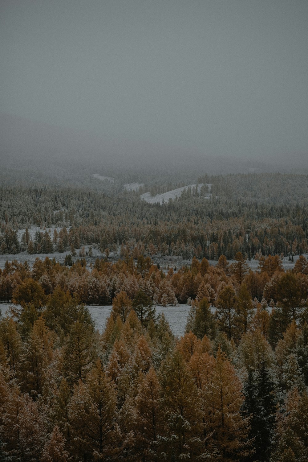 a view of a snowy forest with trees in the foreground