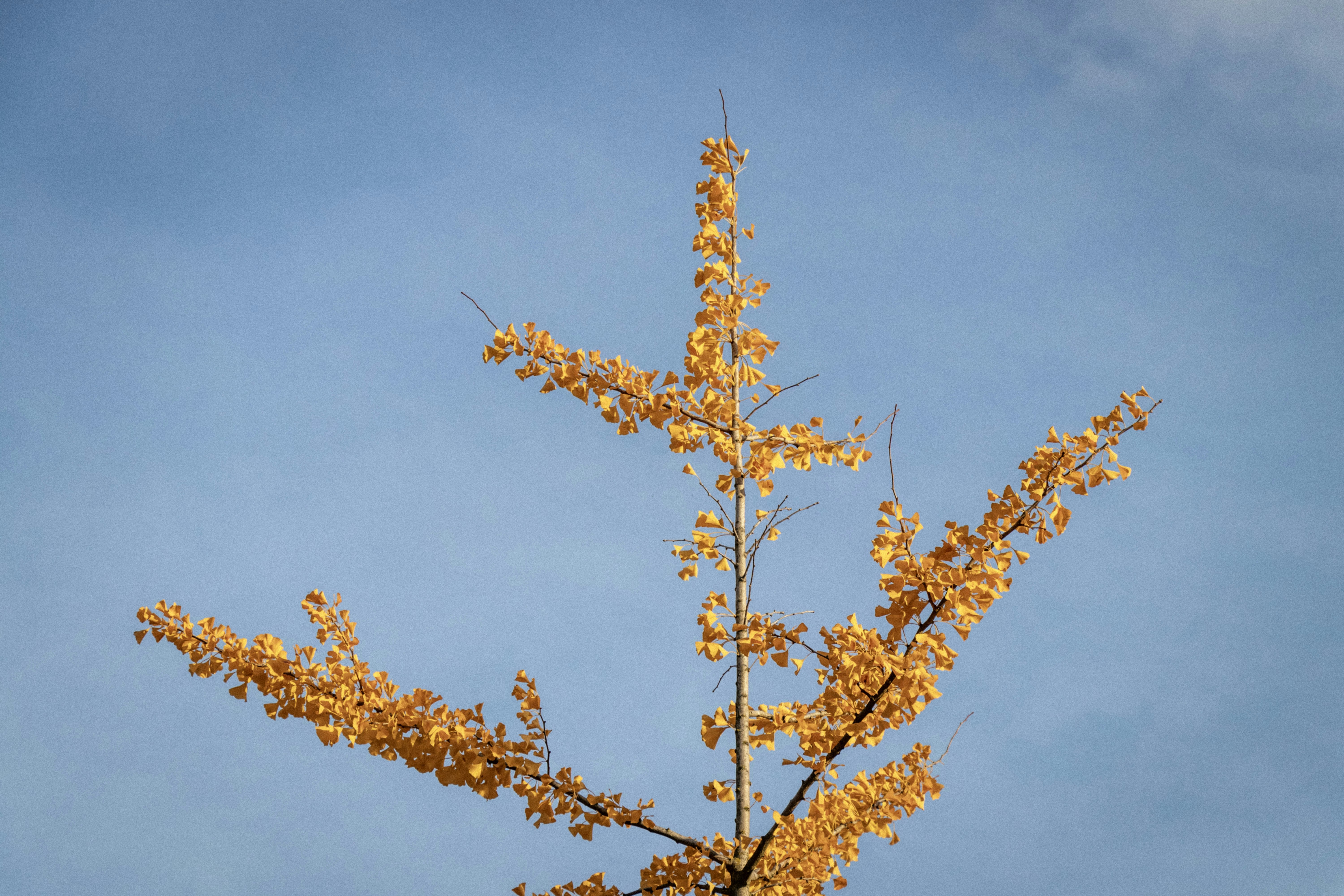 Photo by sorinbasangeac