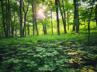 Lush green forest in Thailand with sunlight filtering through the trees