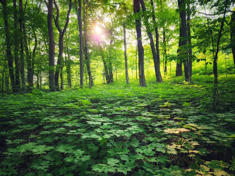 Lush green forest in Thailand with sunlight filtering through the trees