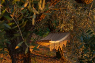 A peaceful garden nook with a hammock nestled among olive trees, perfect for a quiet moment.