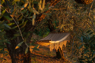 a hammock hanging from a tree in the woods