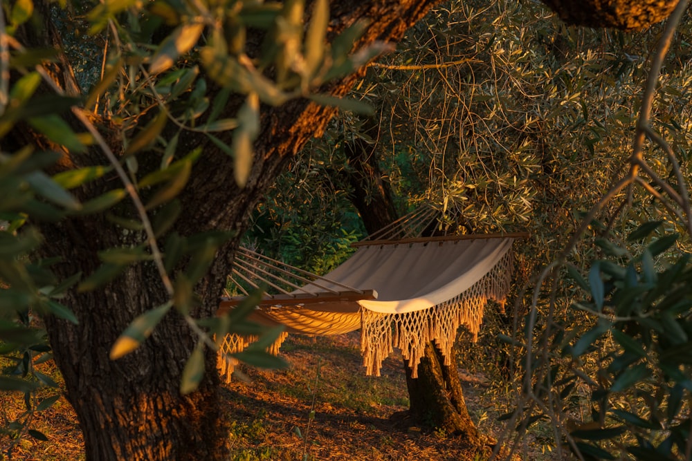 a hammock hanging from a tree in the woods