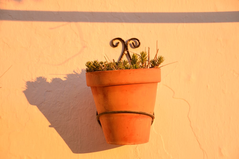 a potted plant hanging on the side of a wall