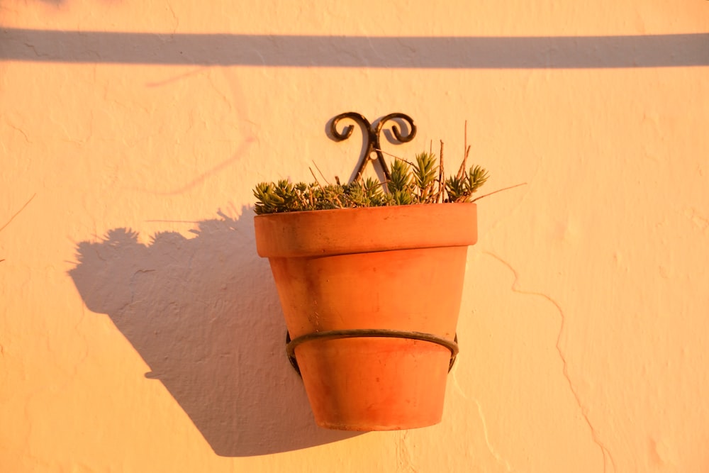 una planta en maceta colgada en el costado de una pared