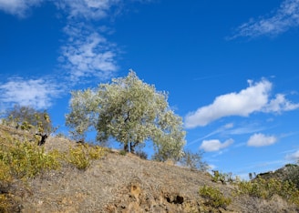 a tree on a hill with a blue sky in the background