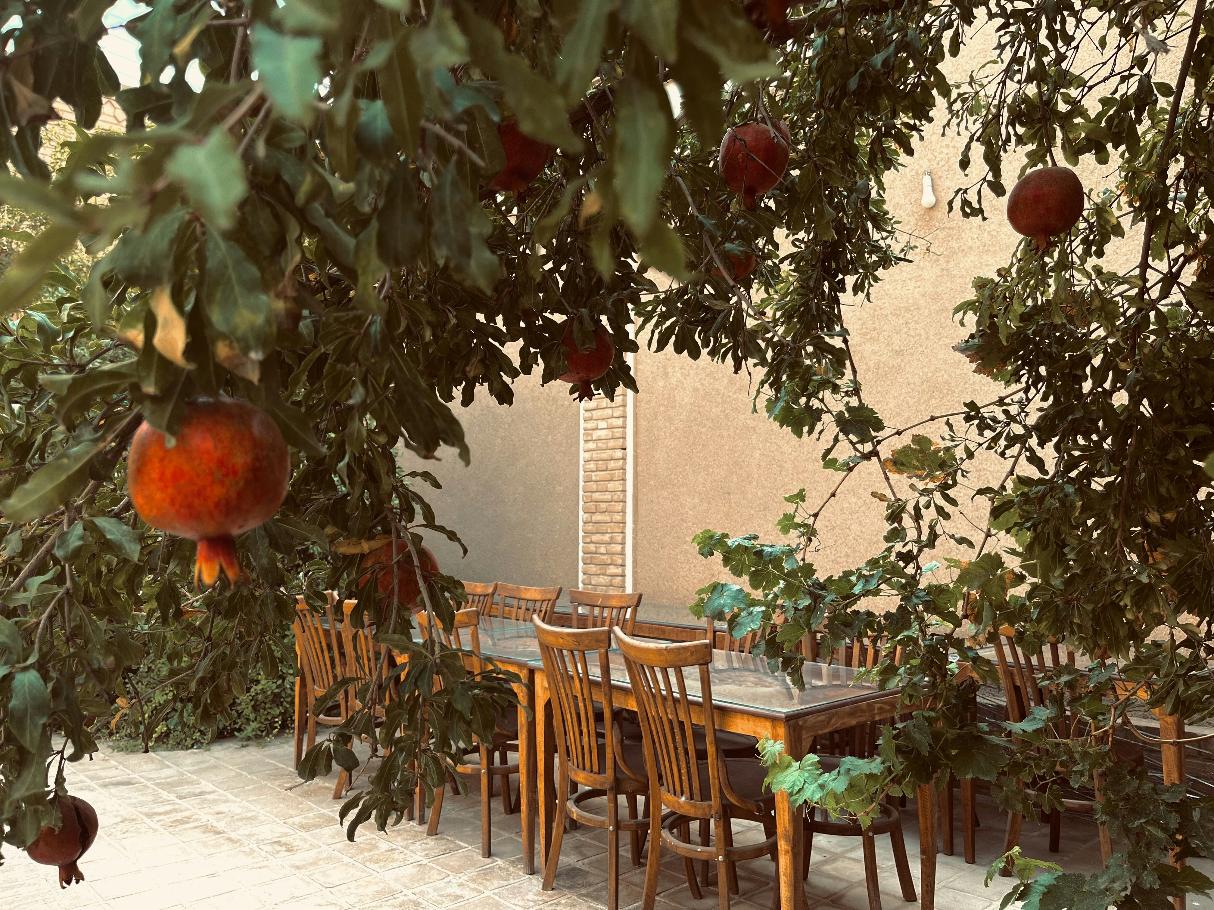 A table and chairs under a tree with fruit hanging from it photo – Free ...