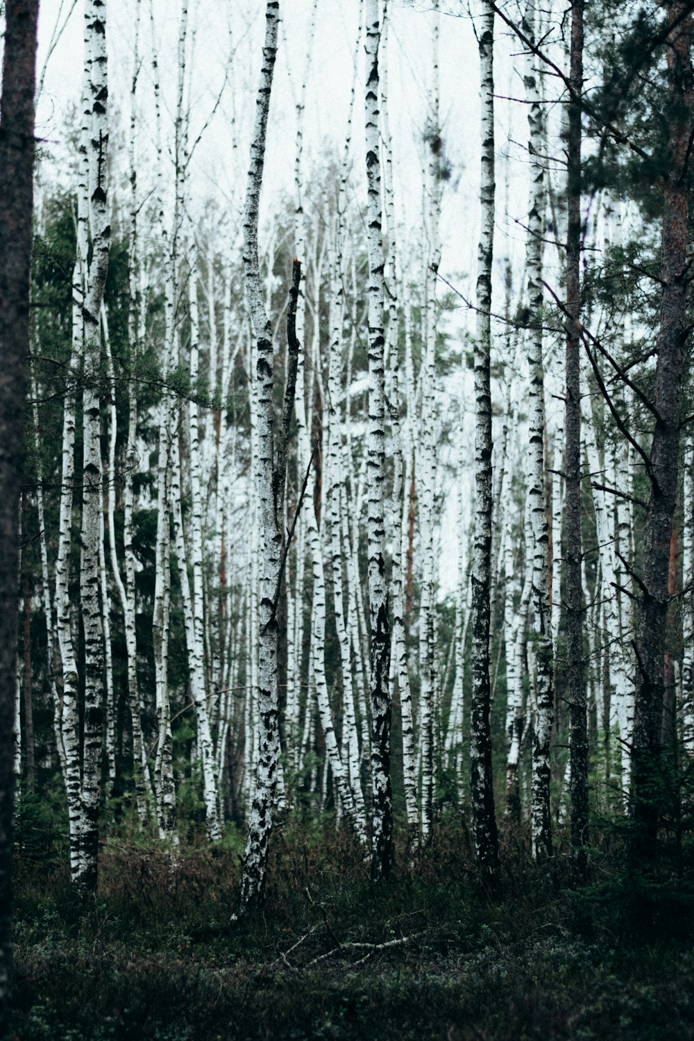 a forest filled with lots of tall trees