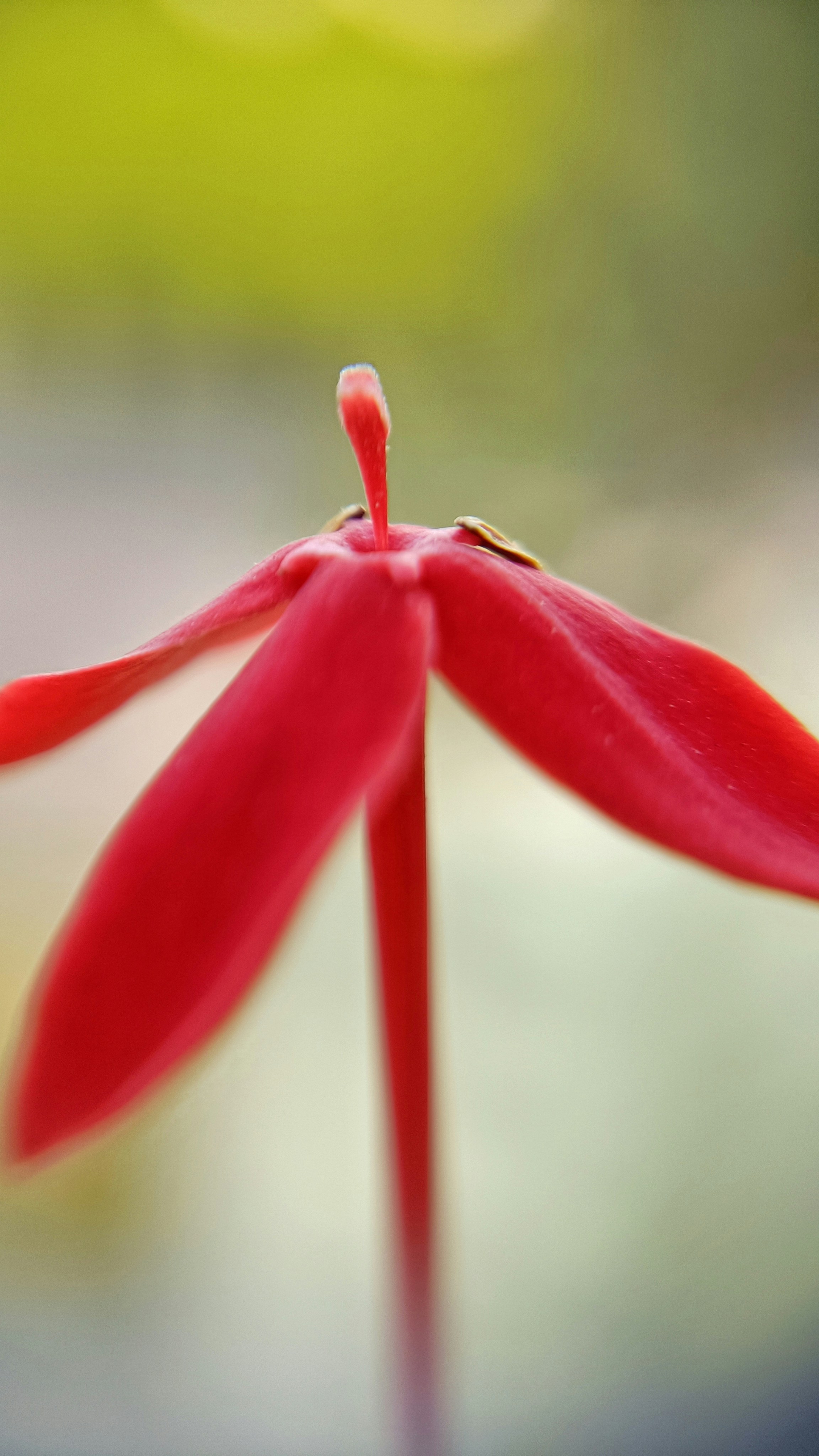 a close up of a red flower with a blurry background