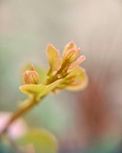 a close up of a flower with a blurry background