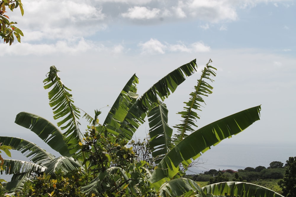 a large green plant with lots of leaves