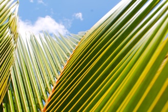 a close up of a palm tree with a blue sky in the background