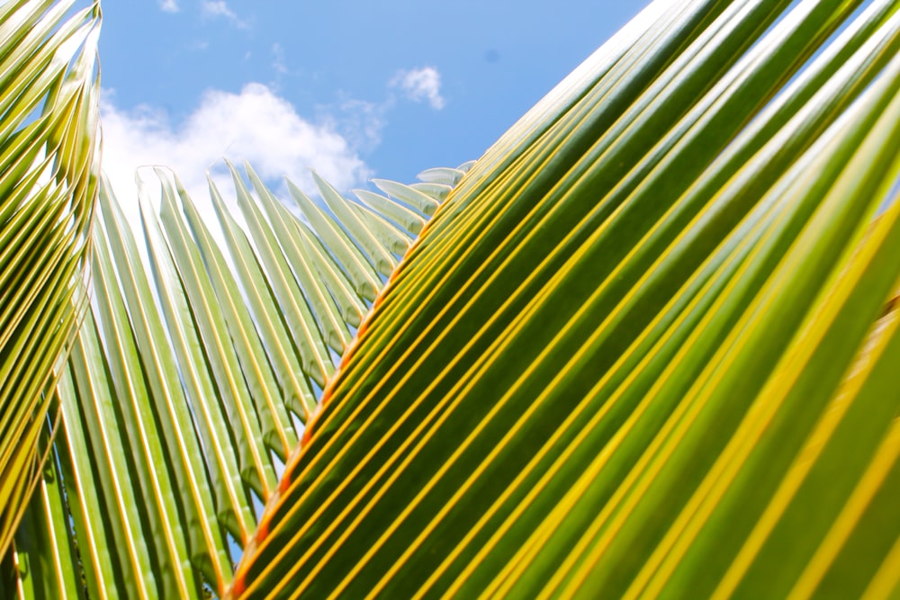 a close up of a palm tree with a blue sky in the background