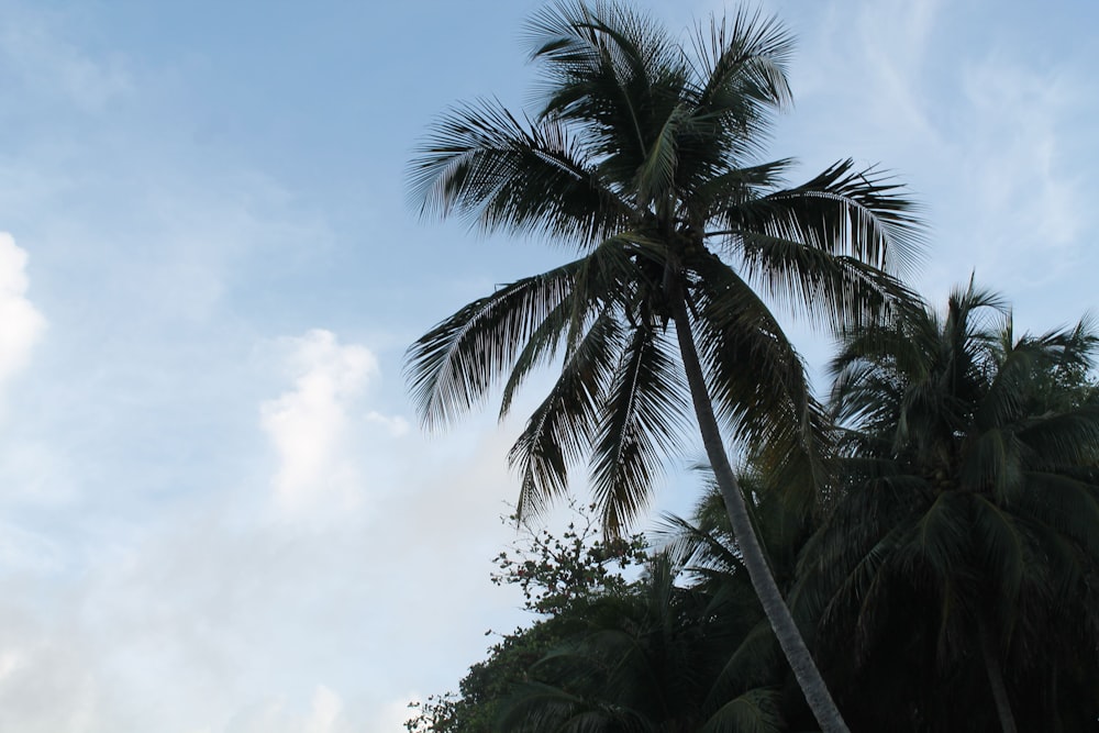 a tall palm tree sitting next to a lush green forest