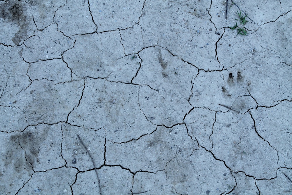 a cracked concrete surface with a plant growing out of it