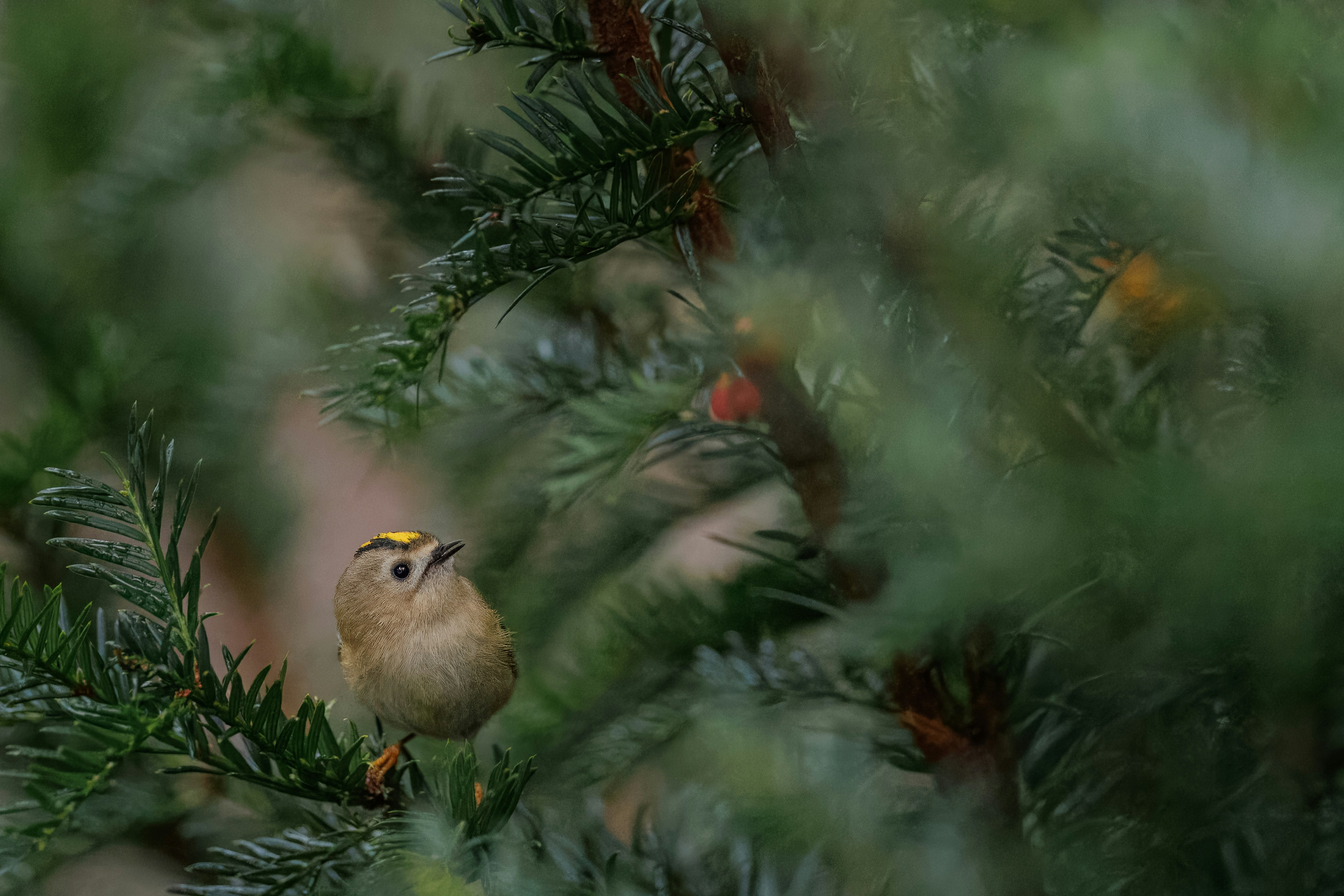 a small bird perched on top of a pine tree