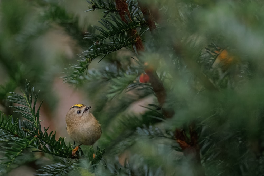 a small bird perched on top of a pine tree